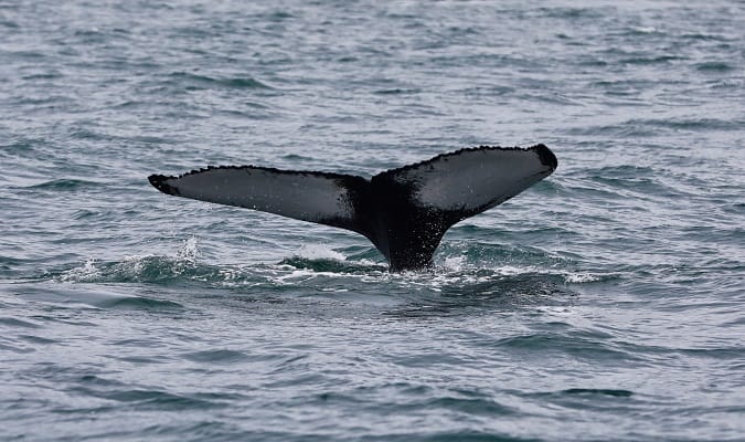 observação de baleias em Santa Bárbara