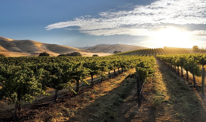 Visite muitas vinícolas e vinhedos da Califórnia ao redor de San Jose, experimente vinhos premiados e admire as vistas deslumbrantes.